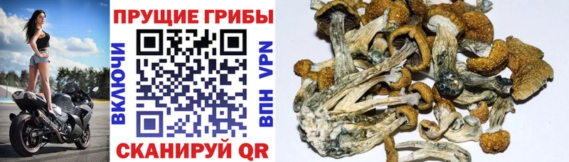 Галлюциногенные грибы прущие грибы  наркошоп  Павлово 