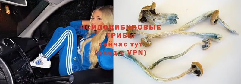 Псилоцибиновые грибы MAGIC MUSHROOMS  Павлово 